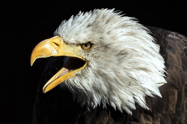 Bald eagle