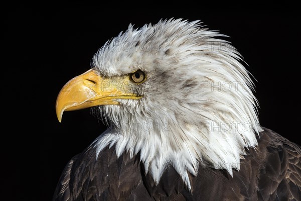 Bald eagle