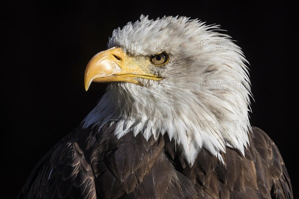 Bald eagle