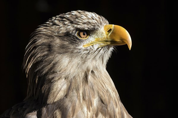 European white-tailed eagle