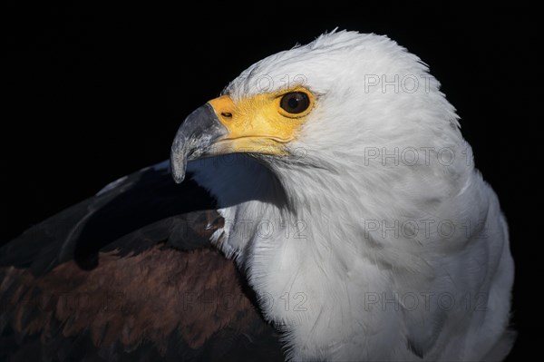 African Fish Eagle