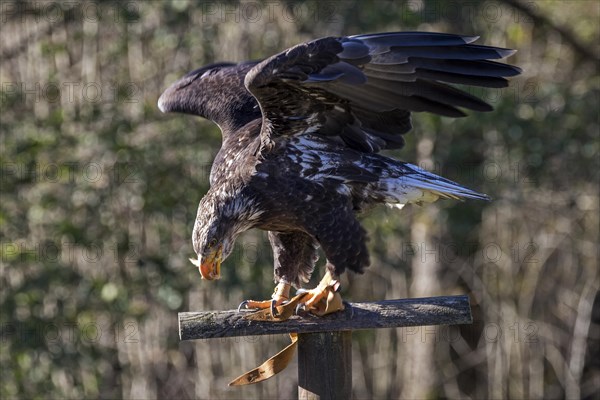 European white-tailed eagle