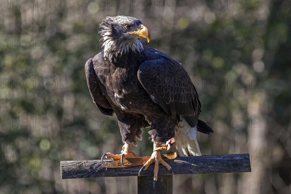 European white-tailed eagle