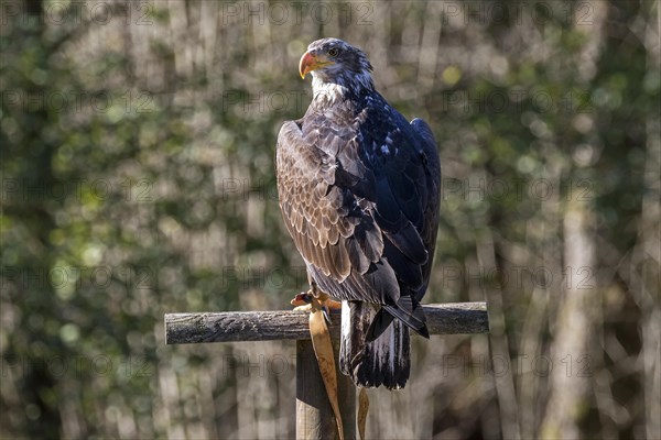 European white-tailed eagle