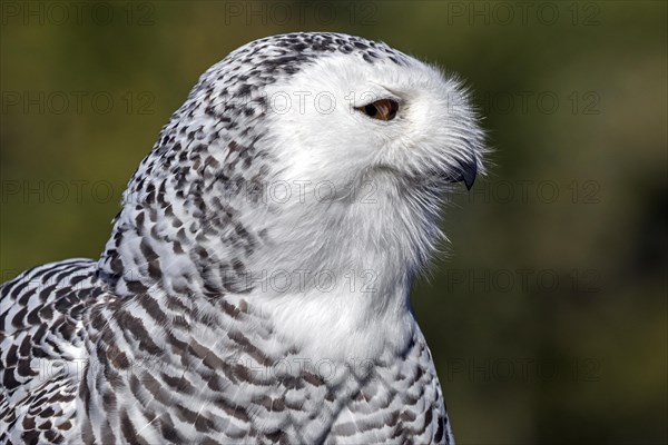 Snowy owl