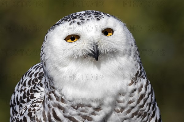 Snowy owl