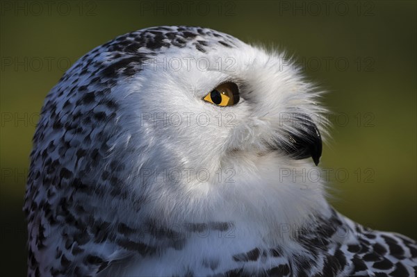 Snowy owl