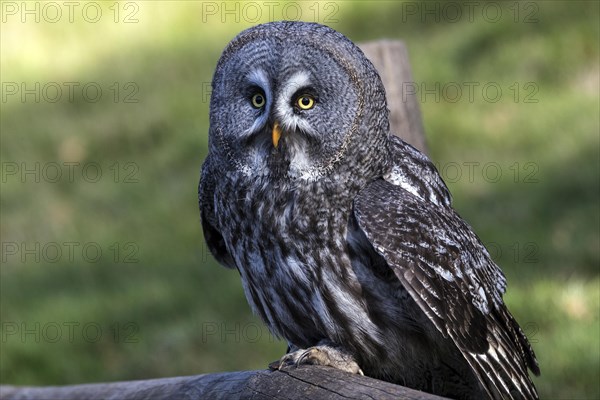 Great Grey Owl