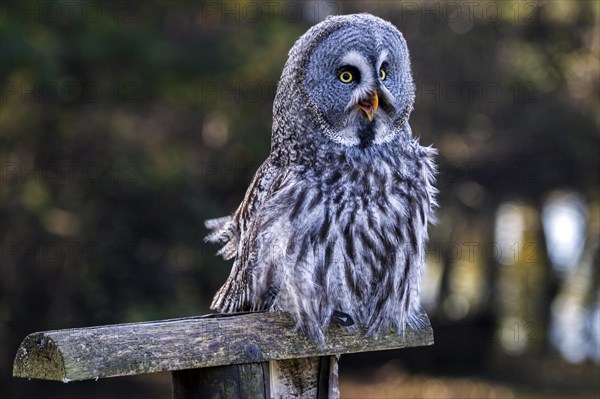 Great Grey Owl