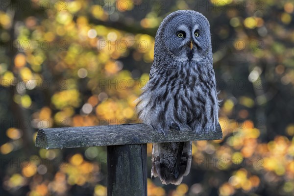 Great Grey Owl