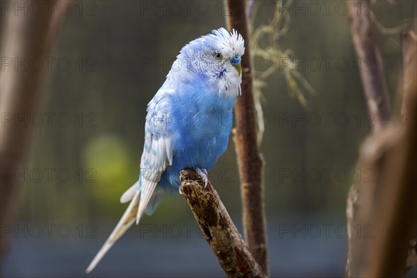 Blue budgie