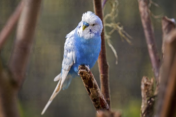 Blue budgie