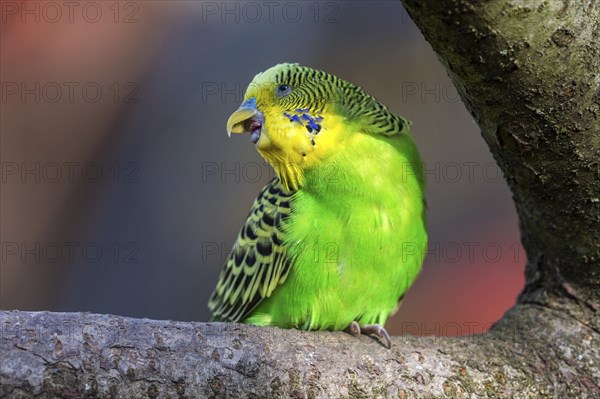 Green-yellow budgie