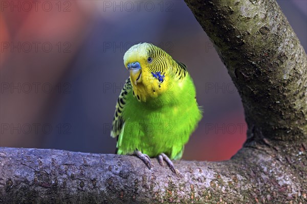 Green-yellow budgie