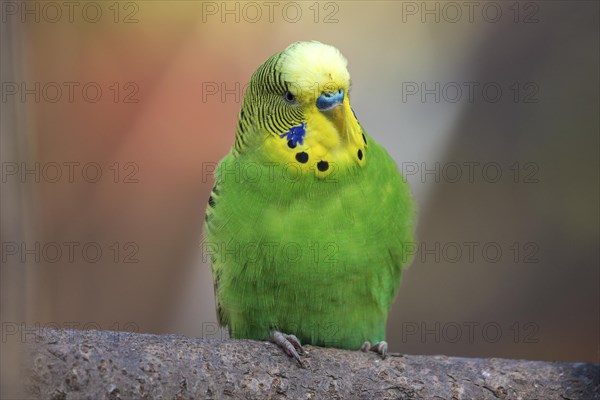 Green-yellow budgie