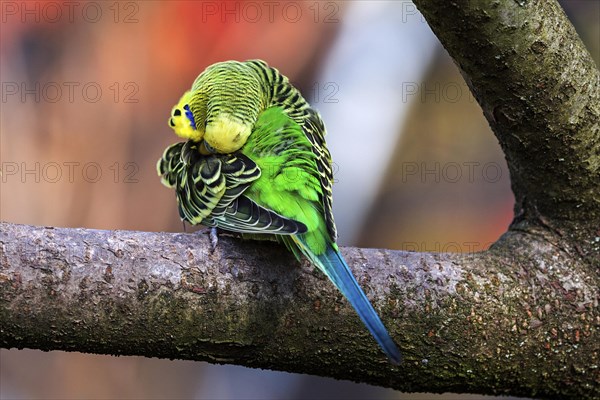 Green-yellow budgie