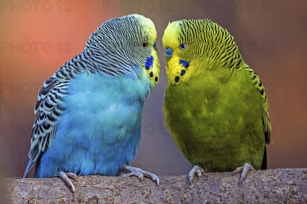 Green-yellow and blue budgie