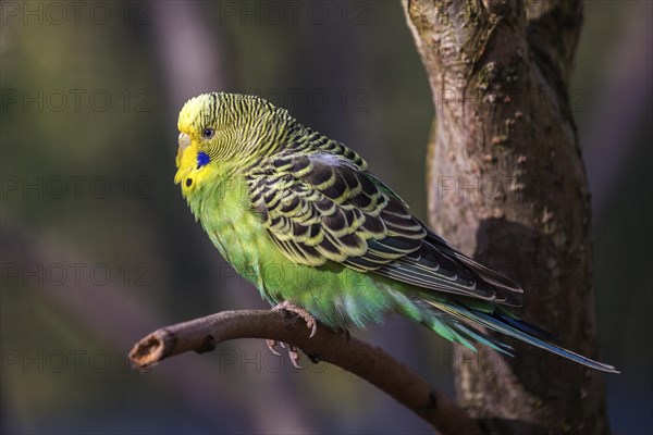 Green-yellow budgie