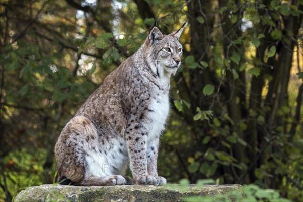 Eurasian lynx