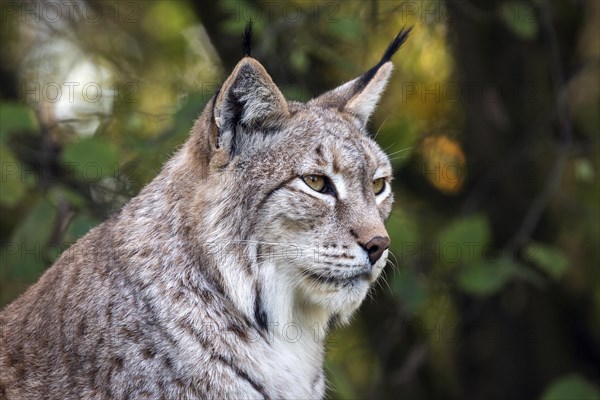 Eurasian lynx