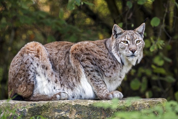 Eurasian lynx