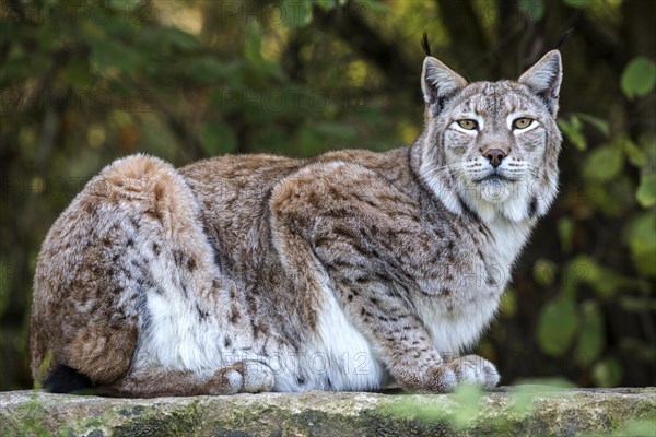 Eurasian lynx