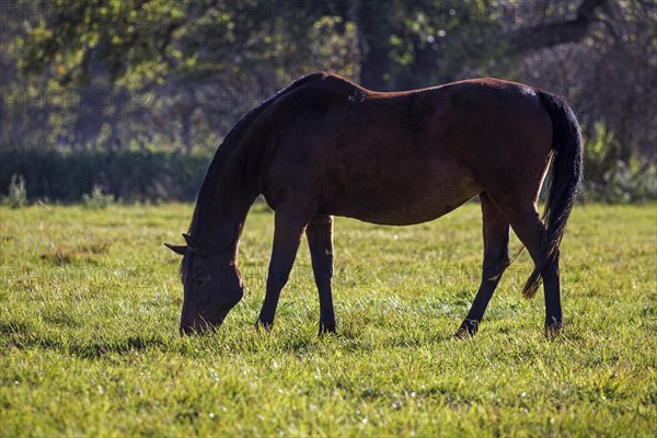 Beberbeck horse