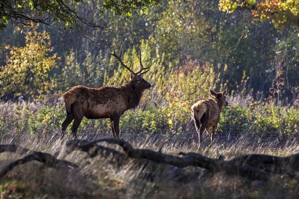 Red deer