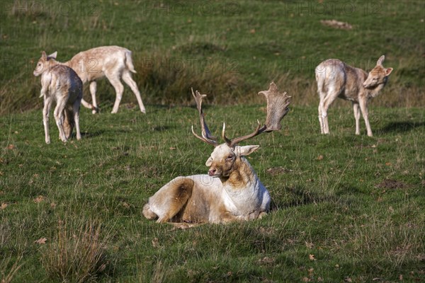 Fallow deer