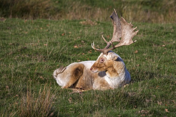 Fallow deer