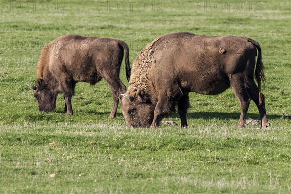 Bison