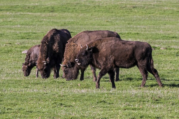 Bison