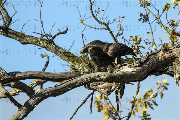 Steppe eagle