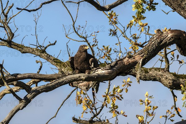 Steppe eagle