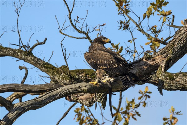 Steppe eagle