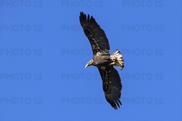 European white-tailed eagle