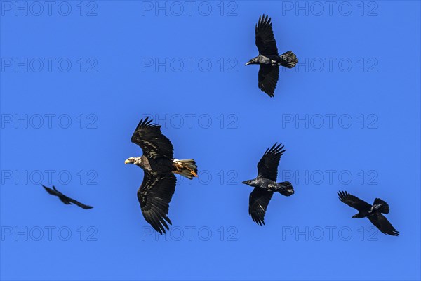 European white-tailed eagle