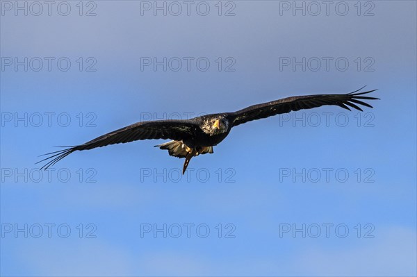 European white-tailed eagle