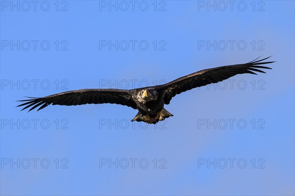 European white-tailed eagle