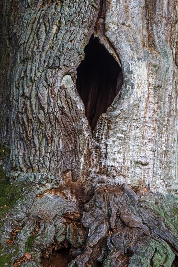 Chimney oak