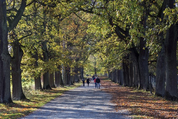 Tree avenue with old oaks in autumn