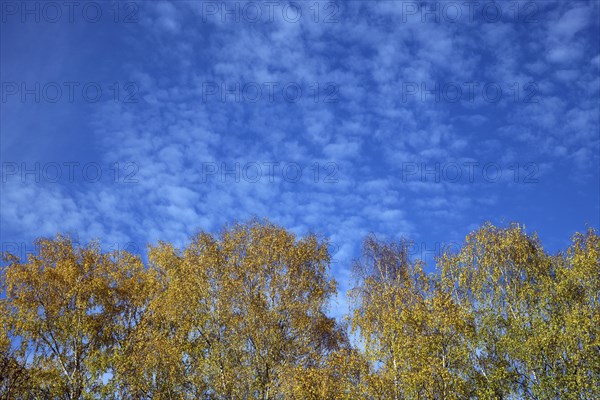 Autumnal coloured birch trees