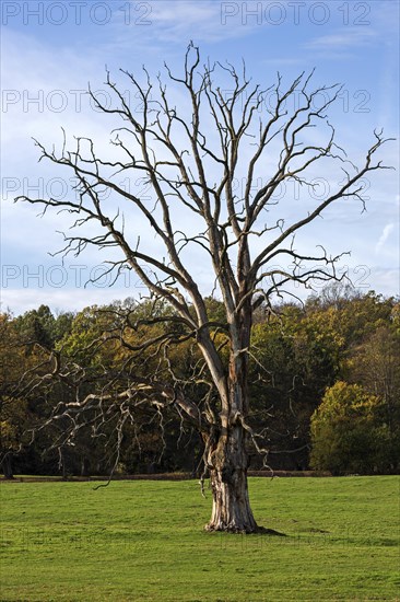 Dead tree