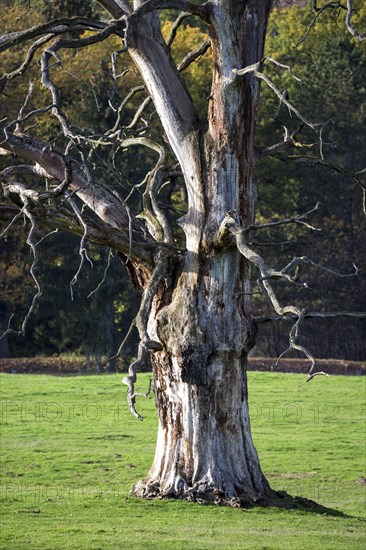 Dead tree