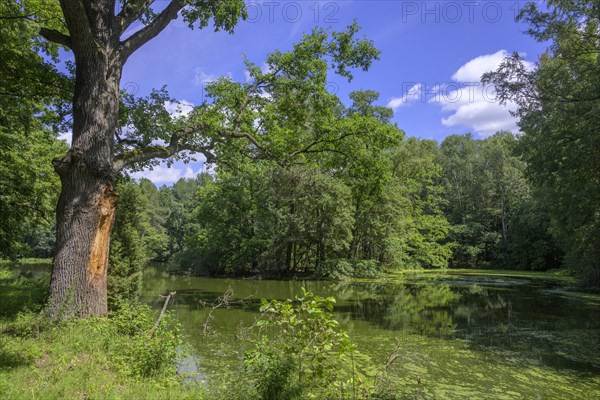 Fish pond near