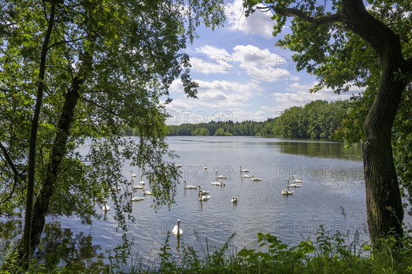 Swans on a fish pond