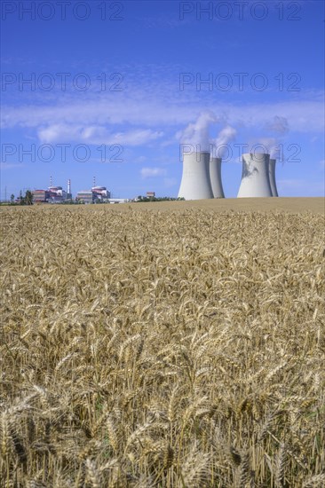 Grain field and cooling towers of the nuclear power plant
