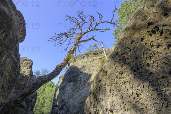 Dead tree in the rock labyrinth Skalni mesto Bludiste