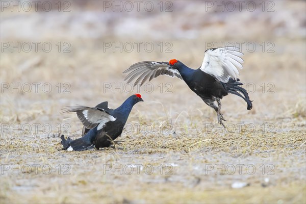 Black Grouse