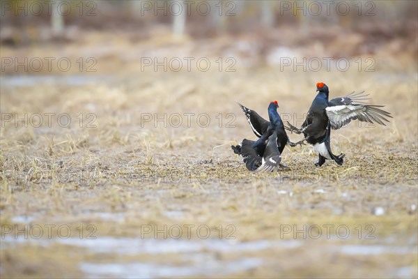 Black Grouse